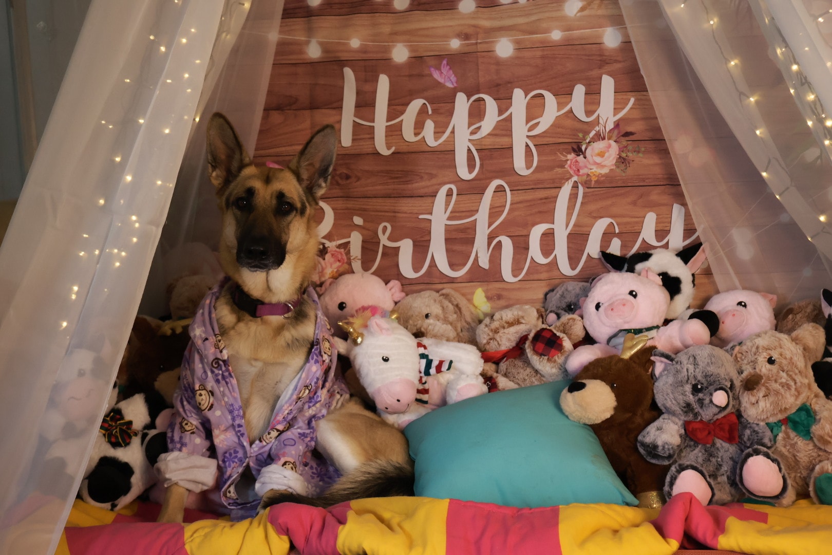 Dog Birthday Party 1