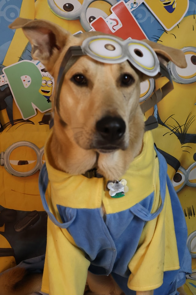 Dog Birthday Party 6