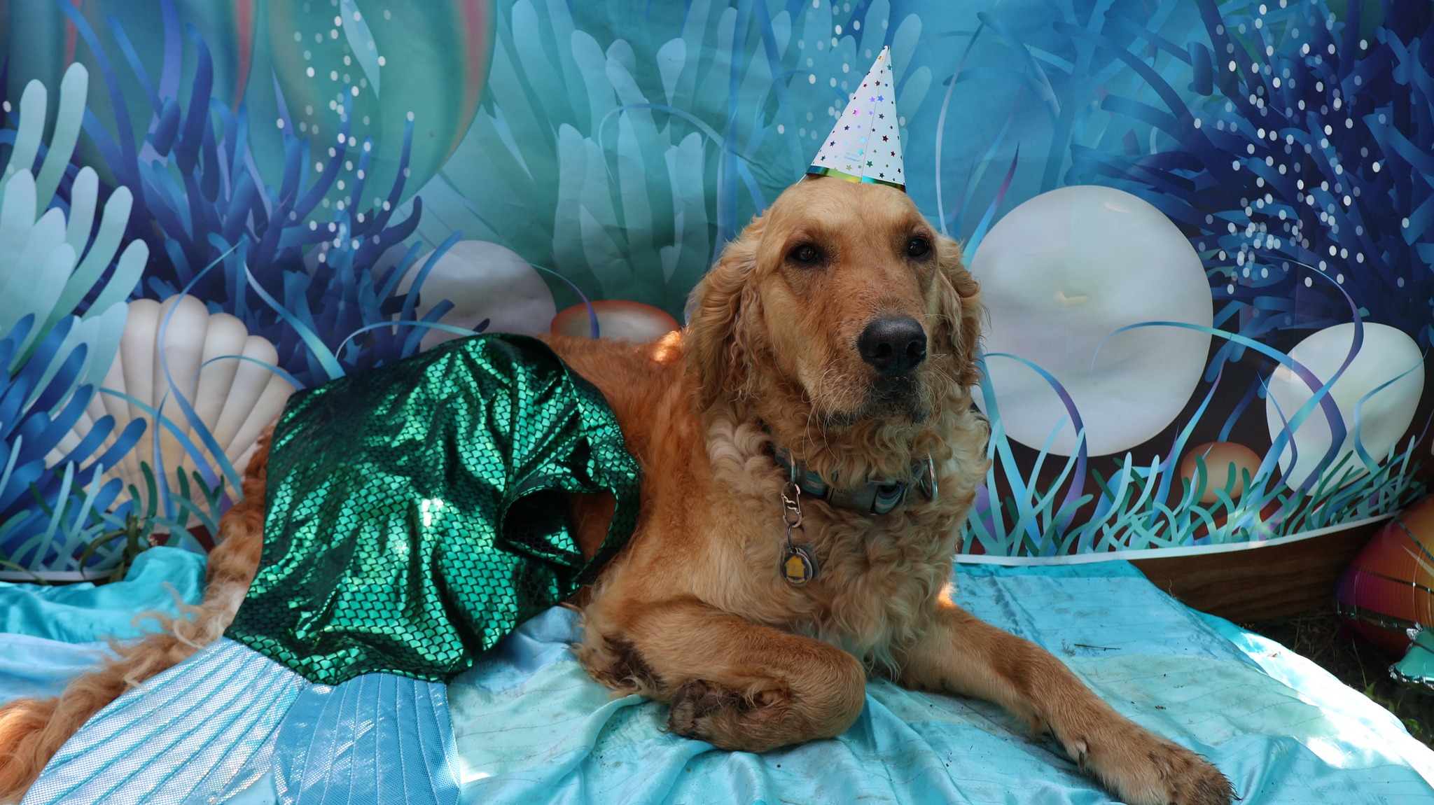 Dog Birthday Party 7