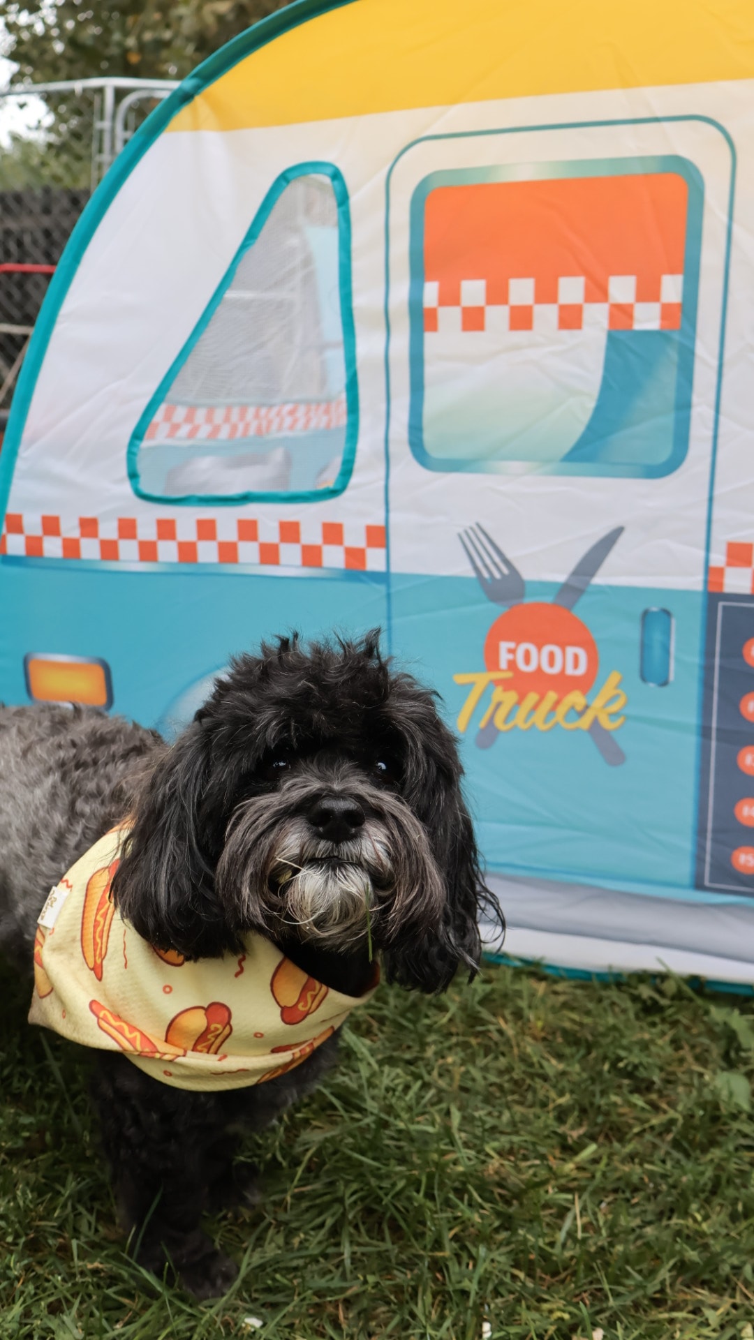 Dog Birthday Party 8