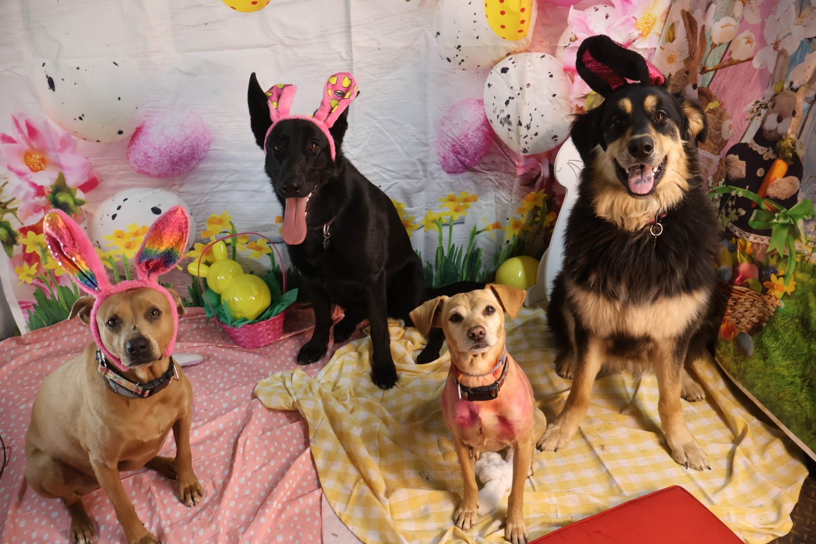 Easter Dog Celebration 1