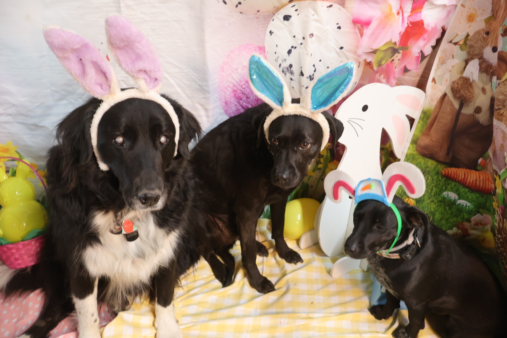 Easter Dog Celebration 4
