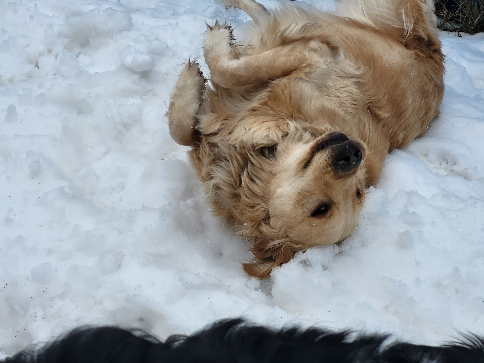 Dog Rolling in Snow